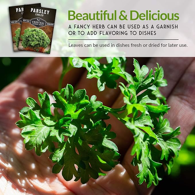 Survival Garden Seeds - Curled Parsley Seed for Planting - 5 Packs with Instructions to Plant and Grow Nutritious Curly Parsley Herb Plants in Your Home Vegetable Garden - Non-GMO Heirloom Variety