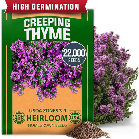 Home Grown Purple Creeping Thyme Seeds β Non-GMO Ground Cover Flowers β 22000+ Edible Herb Seeds for Planting Lawns & Paths β 3g Perennial Thymus serpyllum