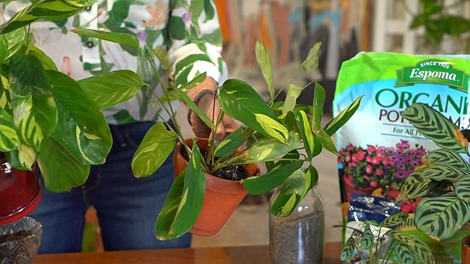 Espoma Organic Potting Soil Mix - All Natural Potting Mix For All Indoor & Outdoor Containers Including Herbs & Vegetables. For Organic Gardening, 2 Cubic Foot bag. Pack of1