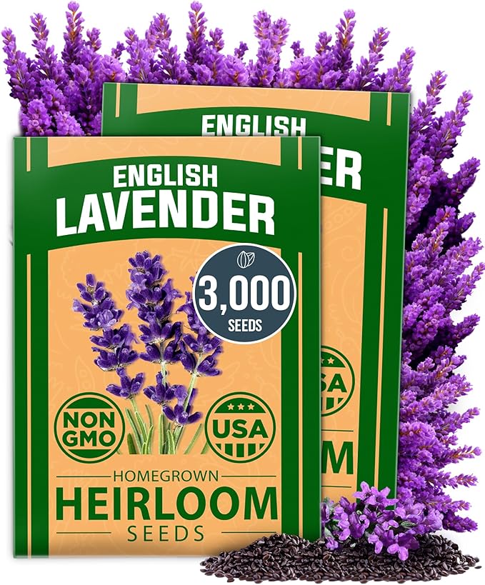 HOME GROWN π¨π¦π π£π₯ππ ππ¨π  English Lavender Seeds 2 Pack 3000 π‘π’π‘-ππ π’ Wildflower Seed, for Planting Indoor Outdoor High Germination Flower Seeds (Lavandula antustifolia)