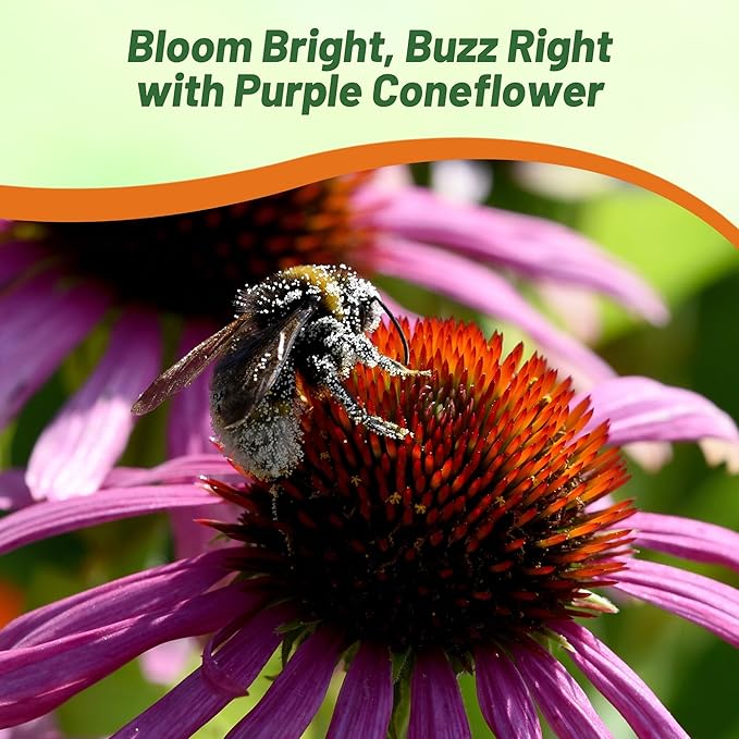 Outsidepride 5 lb. Perennial Echinacea Purple Coneflower Wild Flowers Seeds for Planting