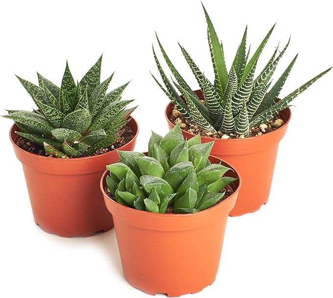 Shop Succulents | Haworthia Collection | Assortment of Hand Selected, Fully Rooted Alluring Miniature Aloe Live Indoor Succulent Plants, 10-Pack, Mix