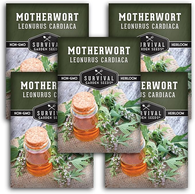 Motherwort Seed for Planting - 5 Packets with Instructions to Plant and Grow Lion's Tail Medicinal Herbs in Your Home Herb Garden - Non-GMO Heirloom Variety - Survival Garden Seeds