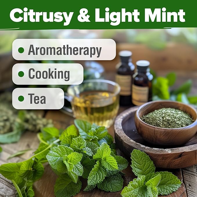 HOME GROWN π¨π¦π π£π₯ππ ππ¨π  Lemon Balm Seed Pack - 403 Non-GMO USA Heirloom Herbal Tea Seeds - Bulk Lemon Balm Seeds for Planting Gardens Indoors or Outdoors - Herb Seeds (Melissa officinalis)