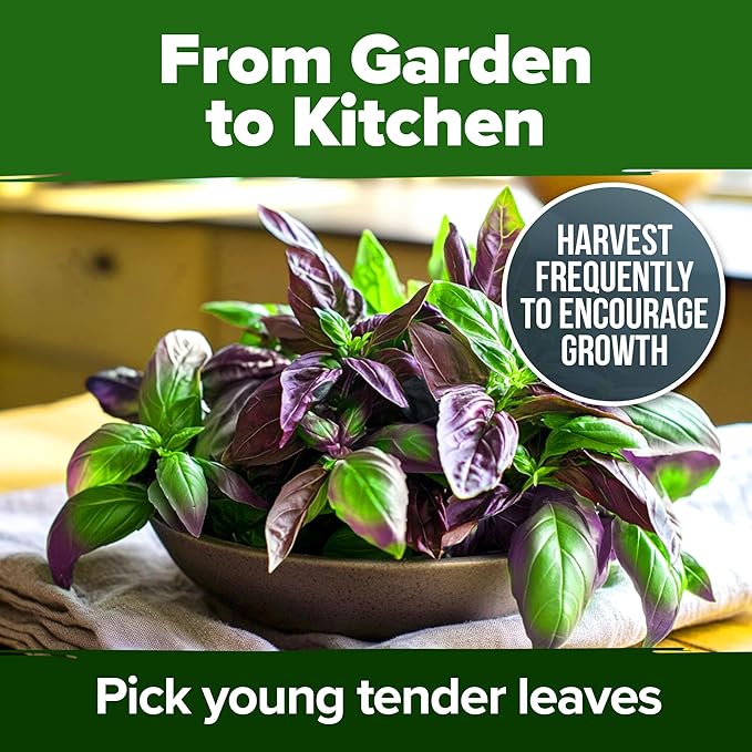 HOME GROWN Thai Basil Seeds Pack - 438 High Germination π‘π’π‘-ππ π’ π¨π¦π Heirloom Herb Seeds for Planting,Ideal for Growing Fresh Basil Planting Indoor or Outdoor(Ocimum basilicum var.thyrsiflora)