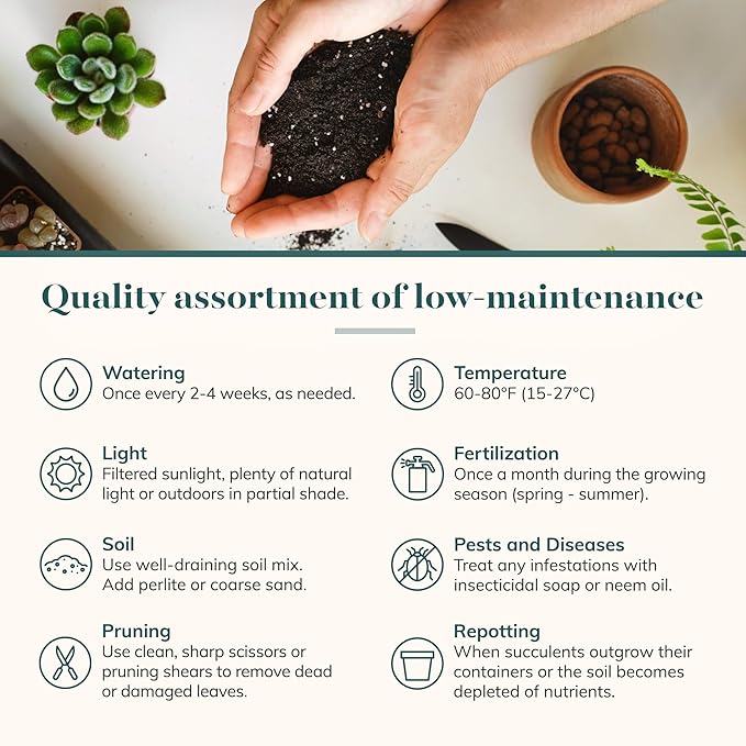 Shop Succulents Rosette Succulent Plant Pack Bulk Collection - Live Mini Succulent Plants, Low Maintenance, Floral Shaped Mix of Colors & Textures - Wedding and Party Favors, Gift & Garden, Pack of 40