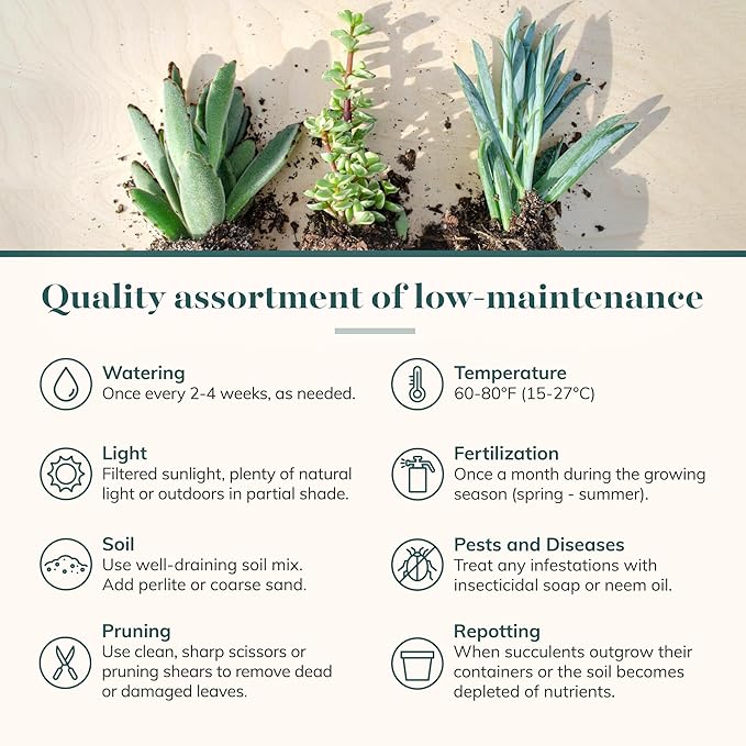 Shop Succulents Assorted Succulent Plant Pack Bulk Collection - Live Mini Succulent Plants, Low Maintenance, Mixture of Colors & Textures - Wedding and Party Favors, Gift & Garden, Pack of 140