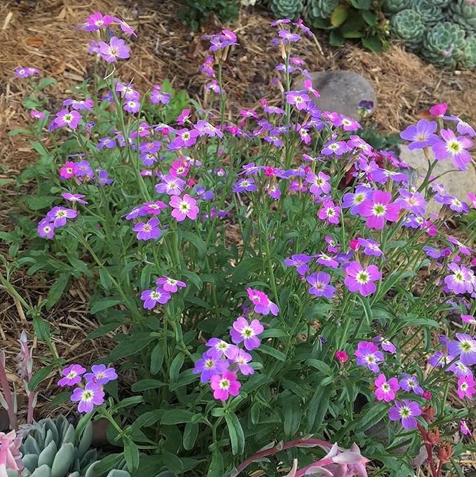 CHUXAY GARDEN Malcolmia Maritima-Virginia Stock 4000 Seeds Popular Annual Striking Landscaping Plant Low-Maintenance