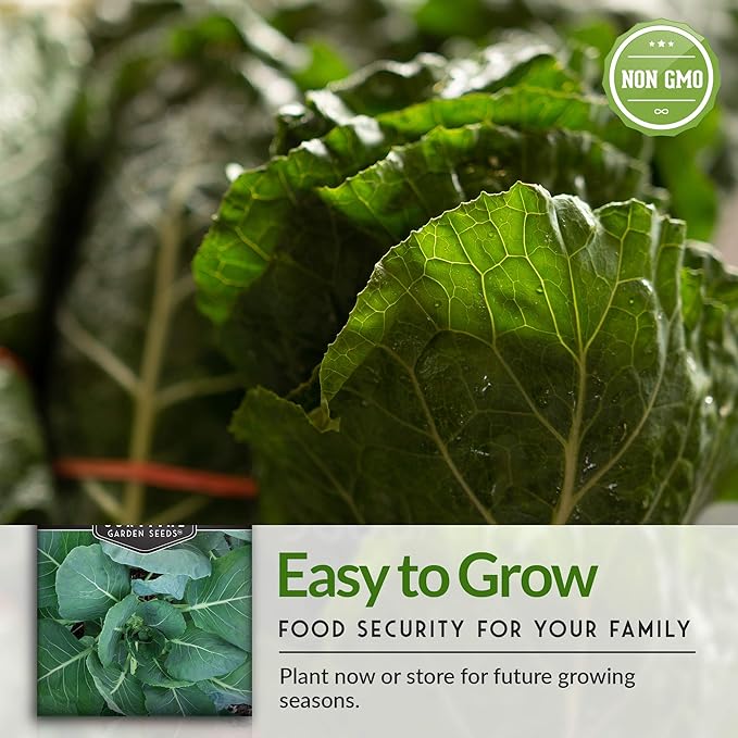 Survival Garden Seeds - Georgia Southern Collards Seed for Planting - Pack with Instructions to Plant and Grow Healthy Collard Greens in Your Home Vegetable Garden - Non-GMO Heirloom Variety - 3 Packs
