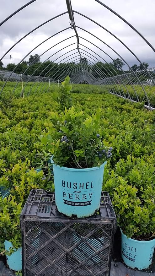Bushel and Berry™ - Vaccinium x Jelly Bean (Blueberry) Edible-Shrub, , #2 - Size Container