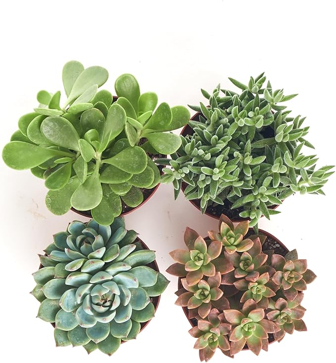 Shop Succulents Assorted Succulent Plant Pack Collection, Live 4" Succulent Plants, Low Maintenance, Mixture of Colors & Textures - Wedding and Party Favors, Gift & Garden, Pack of 4