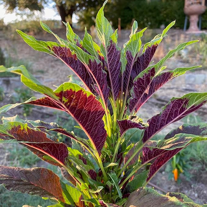 Plant Good Seed Organic Amaranth Seed Collection - Five Packets/600 Seeds Each: Chinese Giant, Dreadlocks, Green Tails, Red Dye, Callaloo - Heirloom Planting Vegetables Gardening Supplies Grain Flower