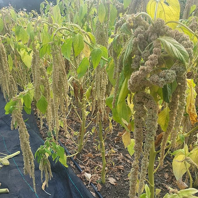 Plant Good Seed Organic Amaranth Seed Collection - Five Packets/600 Seeds Each: Chinese Giant, Dreadlocks, Green Tails, Red Dye, Callaloo - Heirloom Planting Vegetables Gardening Supplies Grain Flower