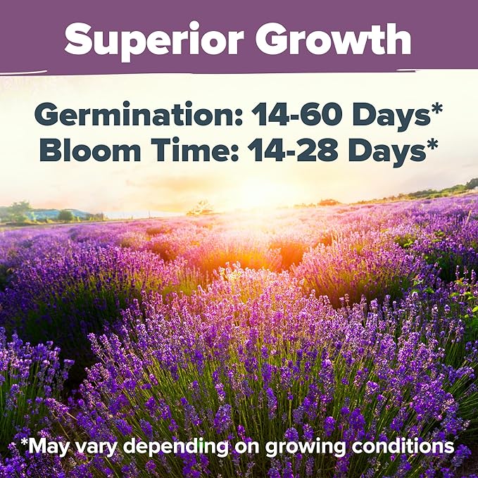 HOME GROWN π¨π¦π π£π₯ππ ππ¨π  English Lavender Seeds 2 Pack 3000 π‘π’π‘-ππ π’ Wildflower Seed, for Planting Indoor Outdoor High Germination Flower Seeds (Lavandula antustifolia)