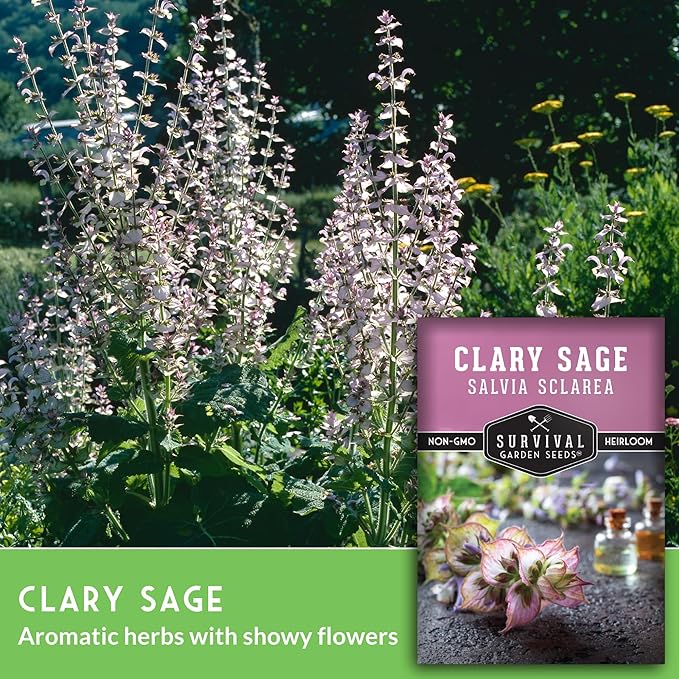 Survival Garden Seeds - Clary Sage Seed for Planting - 5 Packs with Instructions to Plant & Grow Salvia Sclarea Medicinal Herbs in Your Herbal Garden - Non-GMO Heirloom Variety