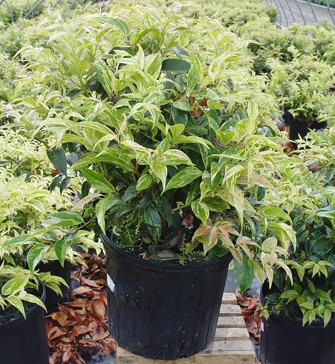Leucothoe fontanesiana 'Rainbow' (Rainbow Leucothoe) Evergreen, #3 - Size Container