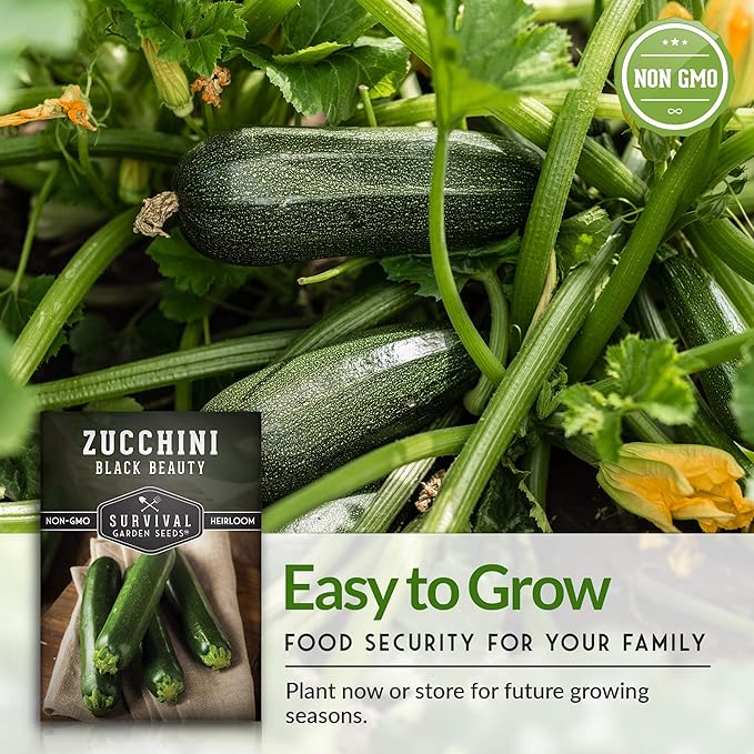 Survival Garden Seeds - Black Beauty Zucchini Seed for Planting -3 Packs with Instructions to Plant & Grow Dark Green Summer Squash Plants in Your Home Vegetable Garden - Non-GMO Heirloom Variety