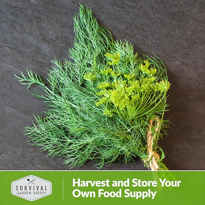 Survival Garden Seeds Compact Dill for Planting - 3 Seed Packets with Instructions to Plant & Grow Container Sized Dwarf Dill Herb Plants in Your Home Garden - Non-GMO Heirloom Variety