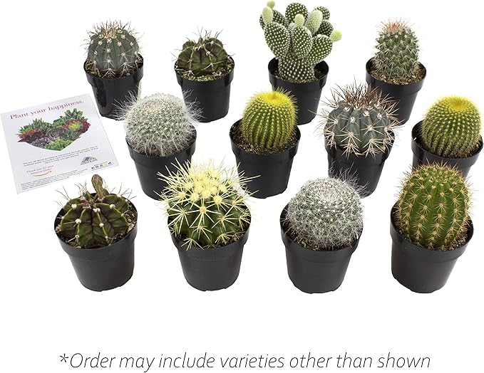 Assorted Cactus Collection 2.5" 12 pack