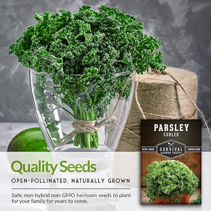 Survival Garden Seeds - Curled Parsley Seed for Planting - 2 Packs with Instructions to Plant and Grow Nutritious Curly Parsley Herb Plants in Your Home Vegetable Garden - Non-GMO Heirloom Variety