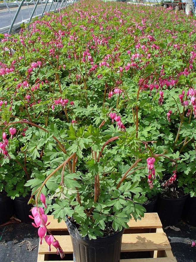 Dicentra spectabilis (Old Fashioned Bleeding Heart) Perennial, pink flowers, 1 - Size Container