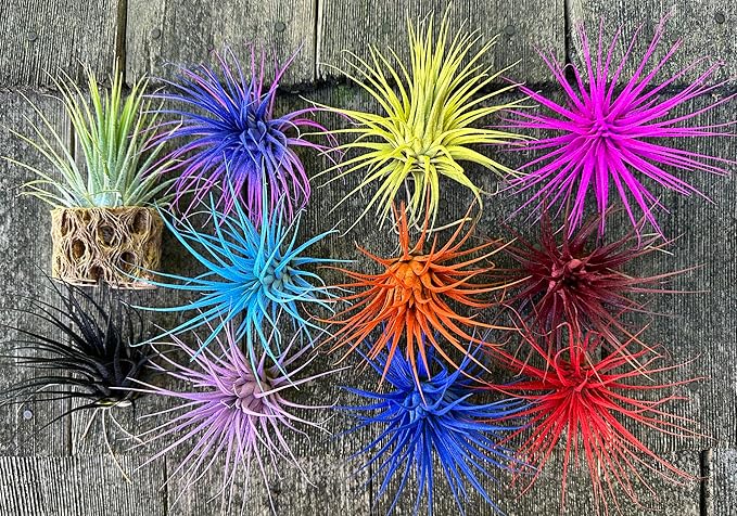 Live Extra Large Tillandsia Ionantha Guatemala Colorful Air Plant 3+ inch Enhanced Color Easy Care Indoor Outdoor Home Decor Gift Airplant by Awesome Industries (Deep Blue XL)
