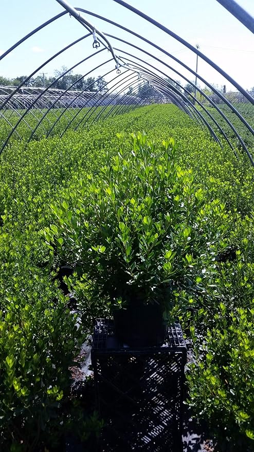 Azalea 'Girard's Pleasant White' (Azalea) Shrub, white flowers, #3 - Size Container