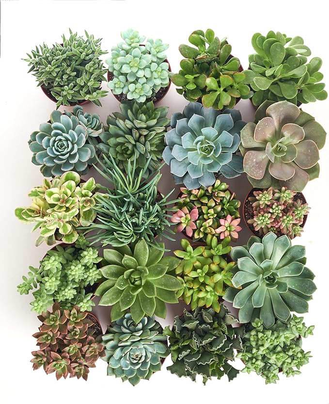 Shop Succulents Assorted Succulent Plant Pack Collection, Live 4" Succulent Plants, Low Maintenance, Mixture of Colors & Textures - Wedding and Party Favors, Gift & Garden, Pack of 2
