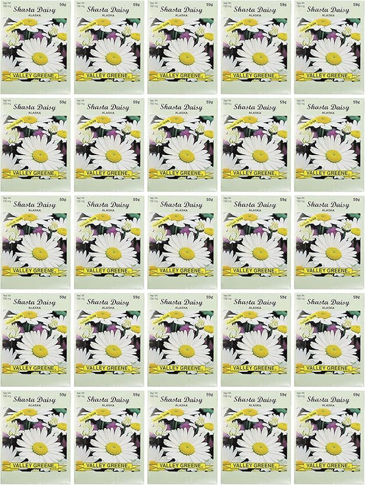 Black Duck Brand Set of 25 Shasta Daisy Flower Seed Packets! Flower Seeds in Bulk - Great for Creating The Garden of Your Dreams! (25, Shasta Daisy - Alaska)