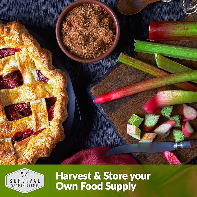 Survival Garden Seeds - Victoria Rhubarb Seed for Planting - 2 Packets with Instructions to Plant and Grow Cold-Tolerant Perennial Spring Vegetables in Your Home Garden - Non-GMO Heirloom Variety