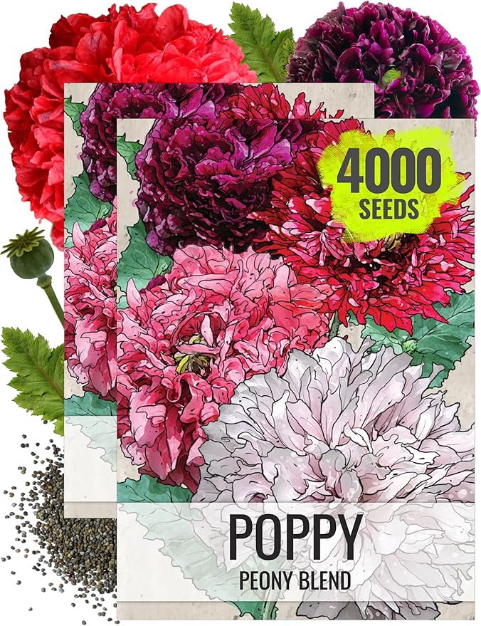 Seed Needs Mixed Peony Poppy Seeds for Planting - Heirloom & Open Pollinated - Colorful Mixture to Plant an Outdoor Butterfly Garden, Attracts Pollinators (2 Packs (4,000 Seeds))