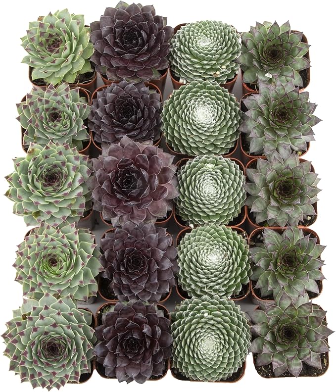 Succulent Plants | 20 Sempervivum Succulents | Rooted in Planter Pots with Soil | Real Live Indoor Plants | Gifts or Room Decor by Plants for Pets