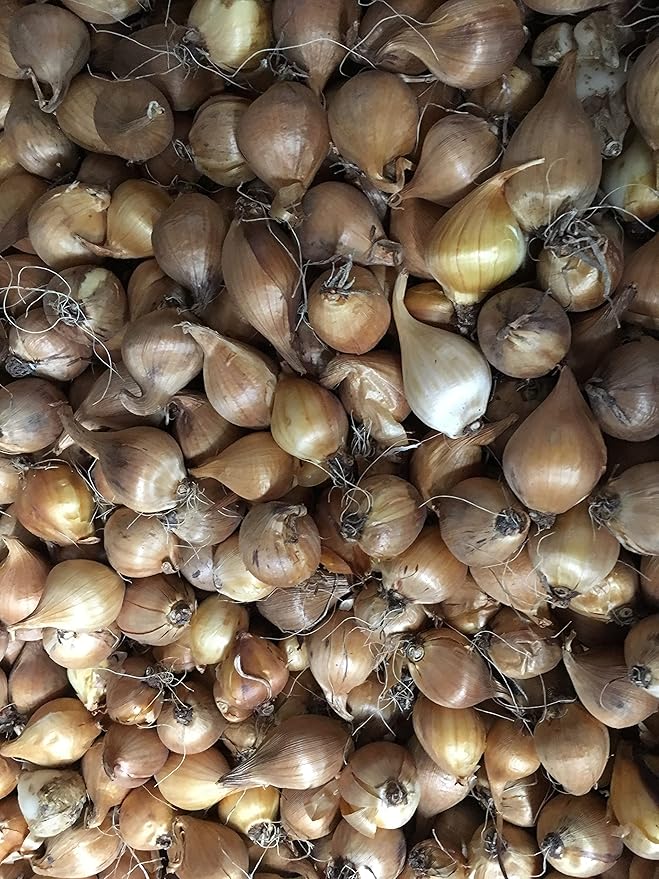 Dutch Iris Bulbs, Mixed-Perfect for Fall Planting!- Daylily Nursery (10)