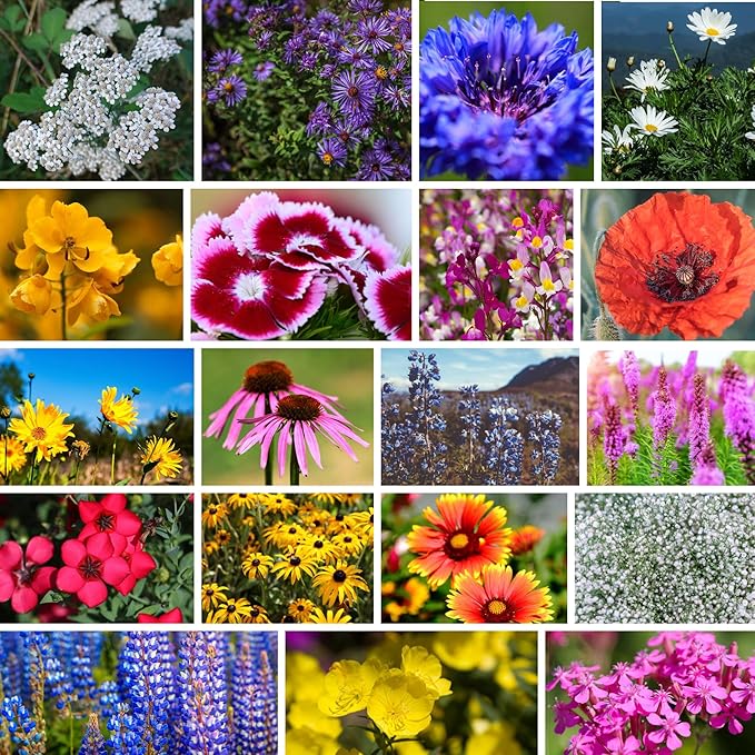 Northeastern Wildflower Seeds Bulk β 1 lb, 640,000+ Seeds β Annual & Perennial Wildflower Mix with Native Northeast Flowers β Regional Pollinator Flower Seed for Garden & Meadow