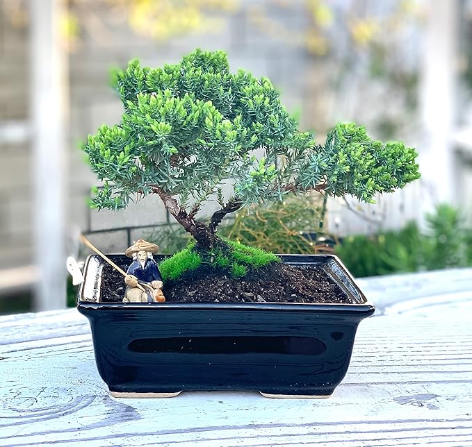 Live Dwarf Juniper Bonsai Tree About 6 Years Old with Cute Ceramic Fisherman | Juniper Bonsai Tree | Indoor/Outdoor | 100% Handcrafted| Home and Office Décor | Best Gift for Holiday