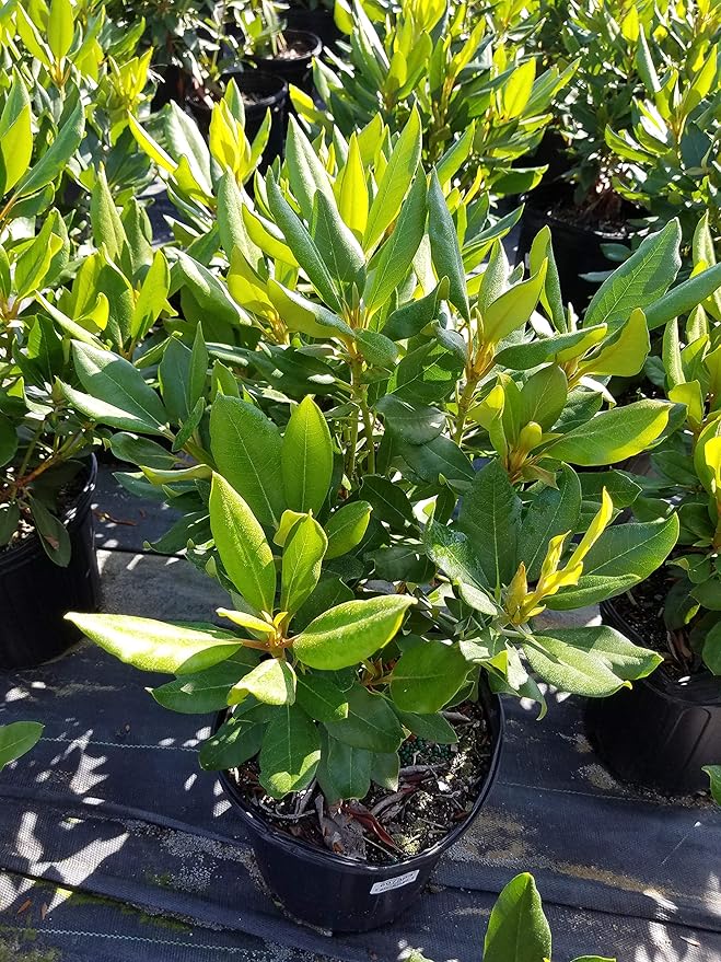 Rhododendron 'Dark Lord' (Rhododendron) Evergreen, burgundy red flowers, #2 - Size Container