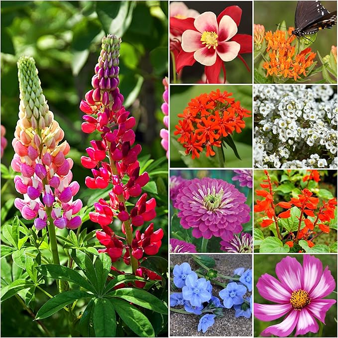 Seed Needs Wildflower Seeds Hummingbird and Butterfly Seed Mix | 5 Packs (1 Ounce Each) No Filler 23 Varieties Garden Seeds Annual & Perennial Species | Pollinator Attracting Flower Seed | Bulk