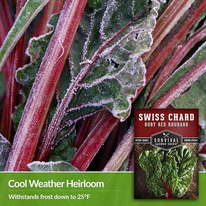 Survival Garden Seeds - Ruby Red Rhubarb Swiss Chard Seed for Planting - 2 Packs with Instructions to Plant and Grow Delicious Leafy Greens in Your Home Vegetable Garden - Non-GMO Heirloom Variety