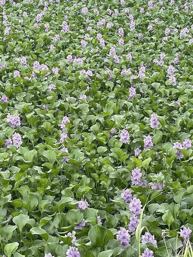 12 Water Hyacinth (Eichornia Crassipes) Floating Water Garden Pond Plants (12 Live Plants)