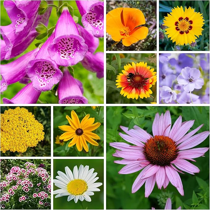 All Annual Wildflower Seeds Mix β 1 lb, 16,000+ Seeds β 21 Flower Varieties Including Poppy, Indian Blanket, Flax β Attracts Pollinators β Bulk Wildflower Seed for Planting
