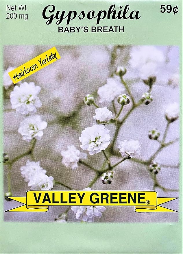 Set of Flower Seed Packets! Flower Seeds in Bulk - Great for Creating The Garden of Your Dreams! (25, Gypsophila - Baby's Breath)