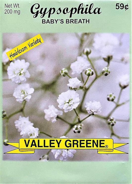 Set of Flower Seed Packets! Flower Seeds in Bulk - Great for Creating The Garden of Your Dreams! (50, Gypsophila - Baby's Breath)