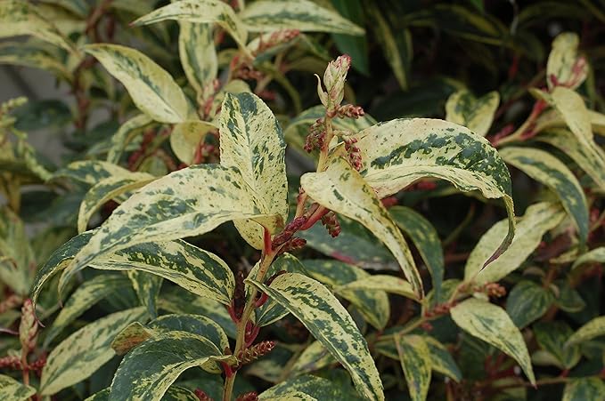 Leucothoe fontanesiana 'Rainbow' (Rainbow Leucothoe) Evergreen, #3 - Size Container
