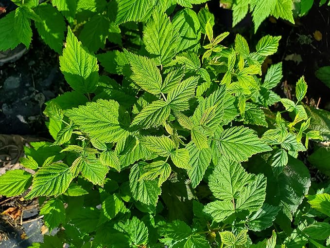 Green Promise Farms Rubus Edible-Shrub, #2-Size Container, Raspberry-Polana
