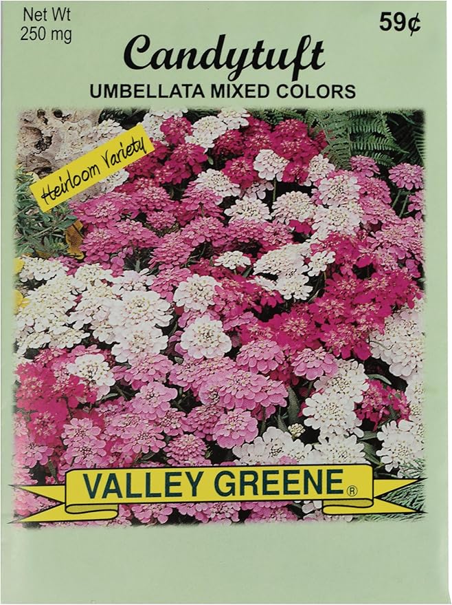Set of Flower Seed Packets! Flower Seeds in Bulk - Great for Creating The Garden of Your Dreams! (25, Candytuft)