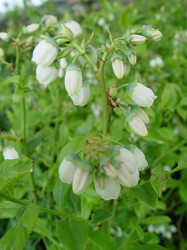 Vaccinium corymbosum 'Bluecrop' (HighBush Blueberry) Edible-Shrub, #2 - Size Container