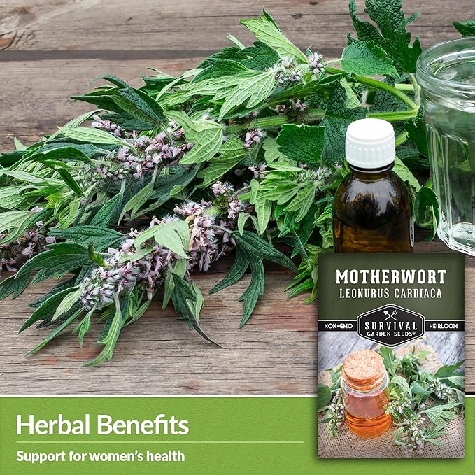 Motherwort Seed for Planting - 3 Packets with Instructions to Plant and Grow Lion's Tail Medicinal Herbs in Your Home Herb Garden - Non-GMO Heirloom Variety - Survival Garden Seeds