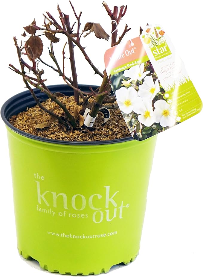 Green Promise Farms Rosa Knock Out` (Reblooming) Rose, 2 Size Container, white flower