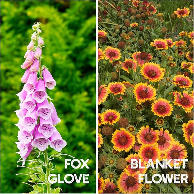 All Annual Wildflower Seeds Mix β 1 lb, 16,000+ Seeds β 21 Flower Varieties Including Poppy, Indian Blanket, Flax β Attracts Pollinators β Bulk Wildflower Seed for Planting