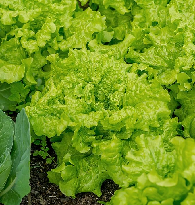 Burpee Black Seeded Simpson Lettuce Seeds 2000 seeds